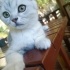 Orhan