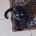 Darko