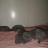 3 yakışıklı