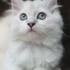 Pamuk