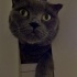 Bonita