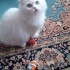BULUT