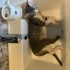 5 adet yavru kedi (3...