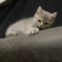 Megatron