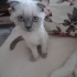 Pamuk