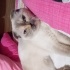 Pamuk