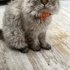 Duman