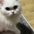 Pamuk