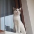 Pamuk
