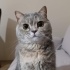 Lila