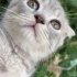 Puki