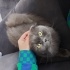 Piraye