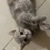 Kedi