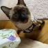 Lila