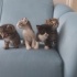 Yavru kedi