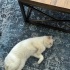 pamuk