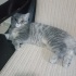 Mia