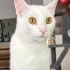 Berfi