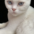 Pamuk