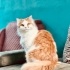 PAMUK