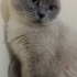 Koko