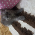 Duman
