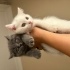 Luna ve bulut