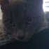 Duman
