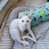 Pamuk