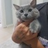 Duman