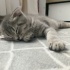 Misa