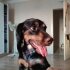 Sasha (Gordon Setter...