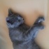 Kedi