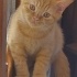 turunç