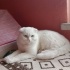 Ezel