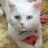 pamuk