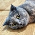 Safiş