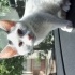 Pamuk