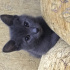 Duman