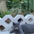 Bulut