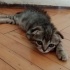 Mişa