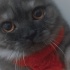 Duman