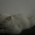 Pamuk
