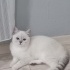 Mila