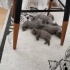 Kedi sıkodiş