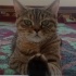 sultan