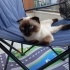 Lola