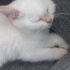 Bulut