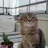 Zeytin