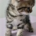 Simba